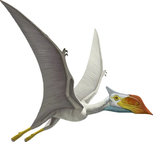 Artwork of Sinopterus dongi by the American Natural History Museum, used in "Flamboyant Flyers"