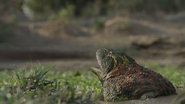 Beelzebufo | Prehistoric Planet Wiki | Fandom
