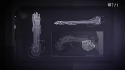 The foot of an azhdarchid