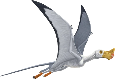 Artwork of Raeticodactylus filisurensis by the American Natural History Museum, used in "Flamboyant Flyers"