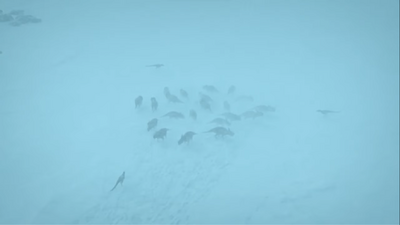 Three Nanuqsaurus, looking for the weakest links in the defensive ring formed by a Pachyrhinosaurus herd they are hunting