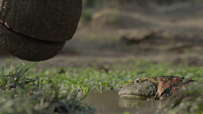Footprints reveal prehistoric crocodile that walked on two legs