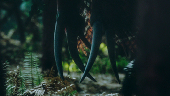 The claws of l, and weighing fiv are the longest in the animal kingdom