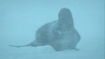 Because of its "warm-blooded" metabolism and feathery insulation, Nanuqsaurus is able to endure a sudden blizzard while hunting its prey