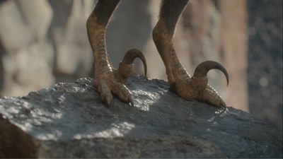 The prominent sickle toe claws of Velociraptor