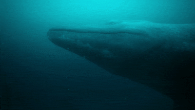 Mosasaurus accelerates upwards with the C-start technique