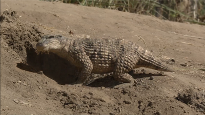 Once he is sure that the Majungasaurus is gone, the Simosuchus exits his burrow