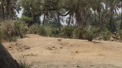To escape a Majungasaurus, several Simosuchus escape to burrows they dug beforehand in the parched lands of Madagascar