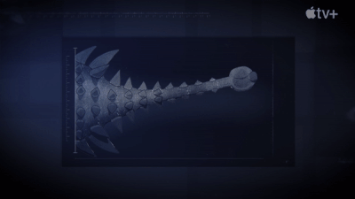 The tail of Ankylosaurus, showing how reinforced an ankylosaurid's tail is, allowing it to deliver tremendous force when swung