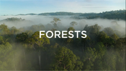 Forests