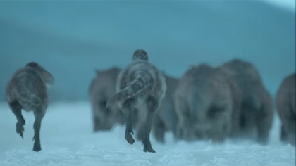 Pachyrhinosaurus herd panics and flees from Nanuqsaurus pack