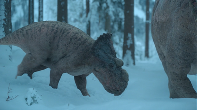 Pachyrhinosaurus took two years to reach half its adult size, but would not reach its maximum size until around the age of 20