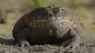Beelzebufo | Prehistoric Planet Wiki | Fandom