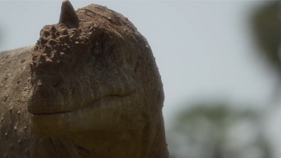 The wounded face and blind left eye of the female Majungasaurus, based on FMNH PR 2836, a heavily-injured Majungasaurus specimen described in 2020