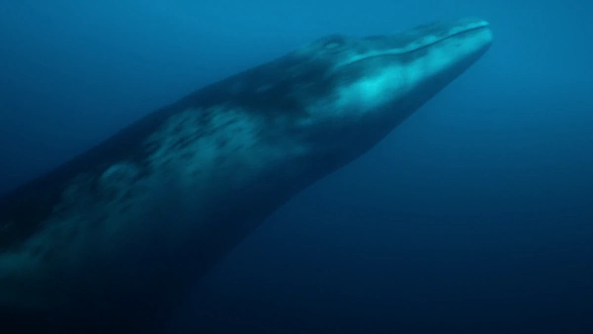 Kaikaifilu | Prehistoric Planet Wiki | Fandom