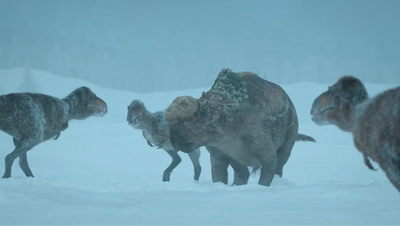 Three Nanuqsaurus surround a once-dominant bull Pachyrhinosaurus, ready to kill and eat him