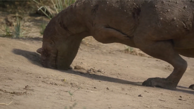 Majungasaurus had a wider skull compared to other abelisaurs, fit for gripping prey, but not for prying through burrows, crevices, or other narrow openings