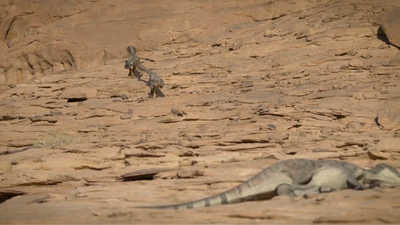 The Velociraptors approach the Prenocephale they fatally kicked off the cliff