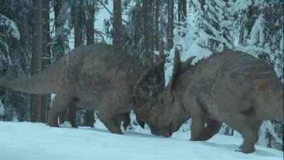 Two Pachyrhinosaurus males battle to establish which one of them is superior