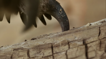 Mononykus breaking into a log with her claw