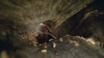 Mononykus licks up several termites with her long tongue