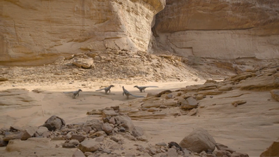 Velociraptors congregating in a maze of canyons