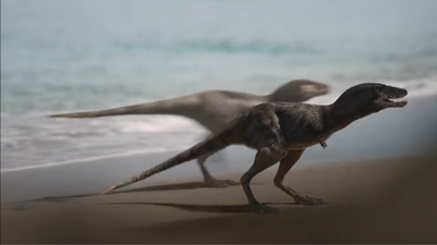 Tyrannosaurus juveniles have a sleeker form compared to the adults