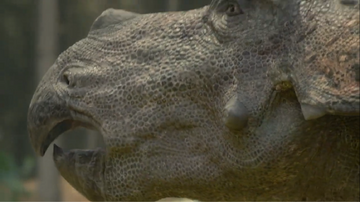 Veteran Triceratops bellows before starting a battle against a rival