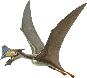 Artwork of Tapejara wellnhoferi by the American Natural History Museum, used in "Flamboyant Flyers"