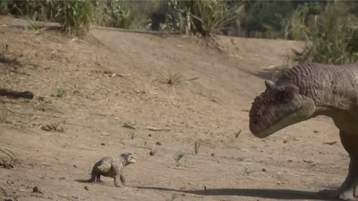 Unable to escape, the Simosuchus stands his ground and tries to make himself appear more threatening to the Majungasaurus with aggressive sounds and actions