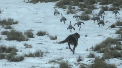 A Nanuqsaurus chases down a flock of nine Ornithomimus