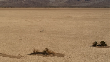 A lone Mononykus in the desert
