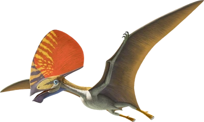 Artwork of Tupandactylus imperator by the American Natural History Museum, used in "Flamboyant Flyers"