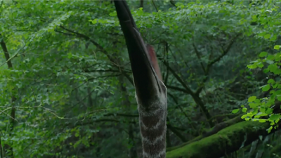 Hatzegopteryx swallowing a juvenile Zalmoxes