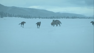 A Pachyrhinosaurus surrounded by three Nanuqsaurus in the open fields of Alaska