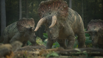 A young adult Triceratops shows off his undamaged horns