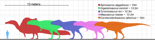 Size comparison of several carnivorous theropods (T. rex in blue)