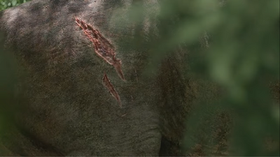 Wounds inflicted by a recently-slain Triceratops on an old male T. rex, serving as a reminder of the fatal dangers he can face, and a testament of his experience as a great survivor
