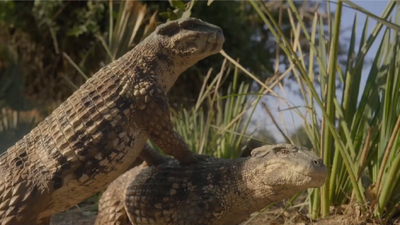 One Simosuchus steps on another to feed on vegetation beyond its reach