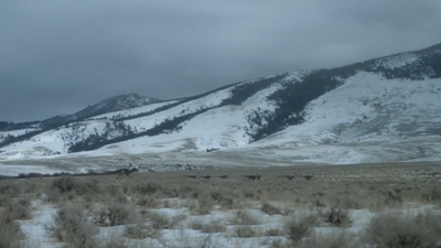 Nanuqsaurus chases a flock of Ornithomimus across the snowy fields of the Prince Creek Formation, Alaska, USA