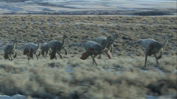 A flock of Ornithomimus fleeing from a Nanuqsaurus
