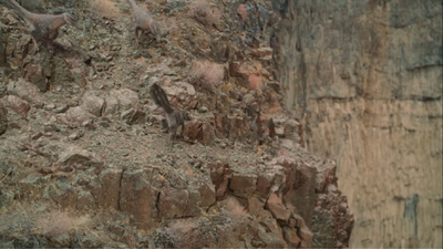 One female and two male Velociraptors carefully traversing a cliff face, aided by their finely-tuned sense of balance