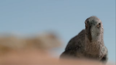 A Velociraptor searching for lizards