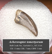 Acheroraptor tooth