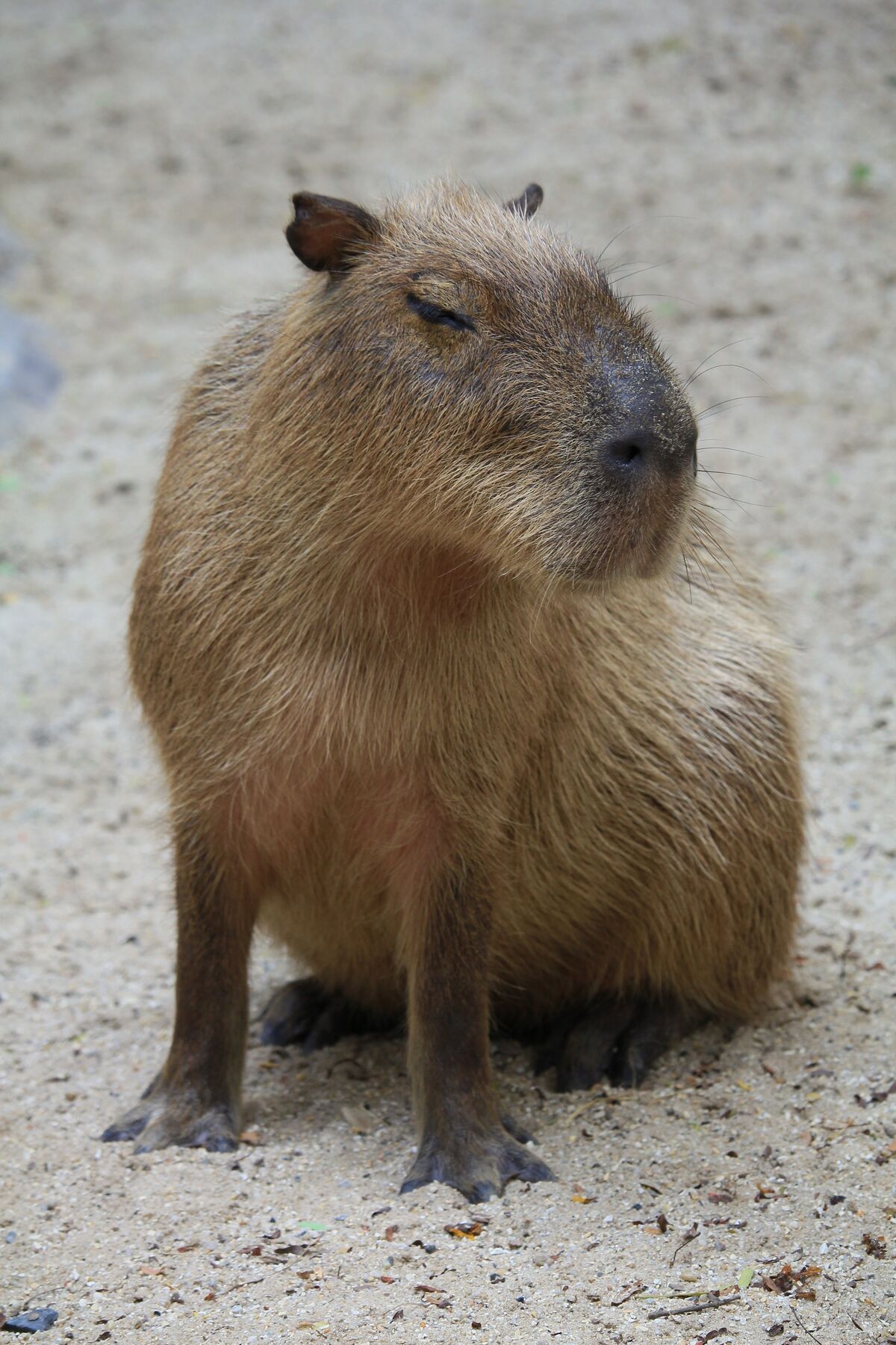 Capybara, Age of Empires Series Wiki