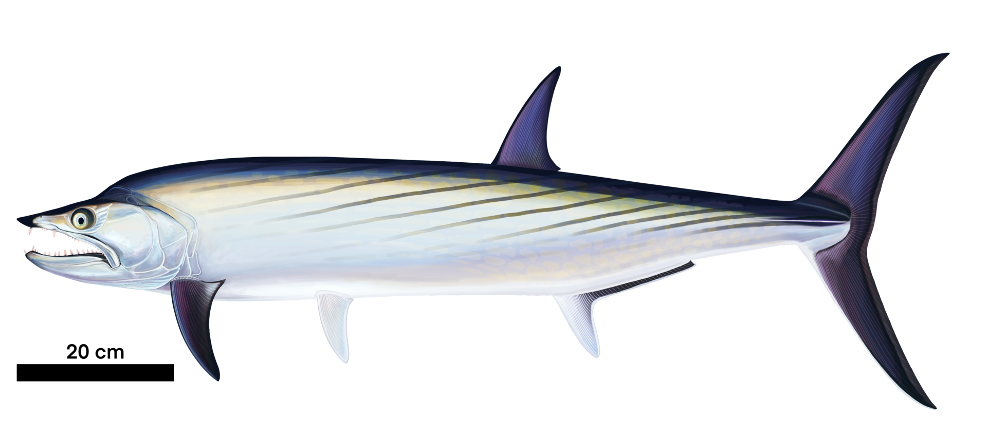 Wahoo - Wikipedia