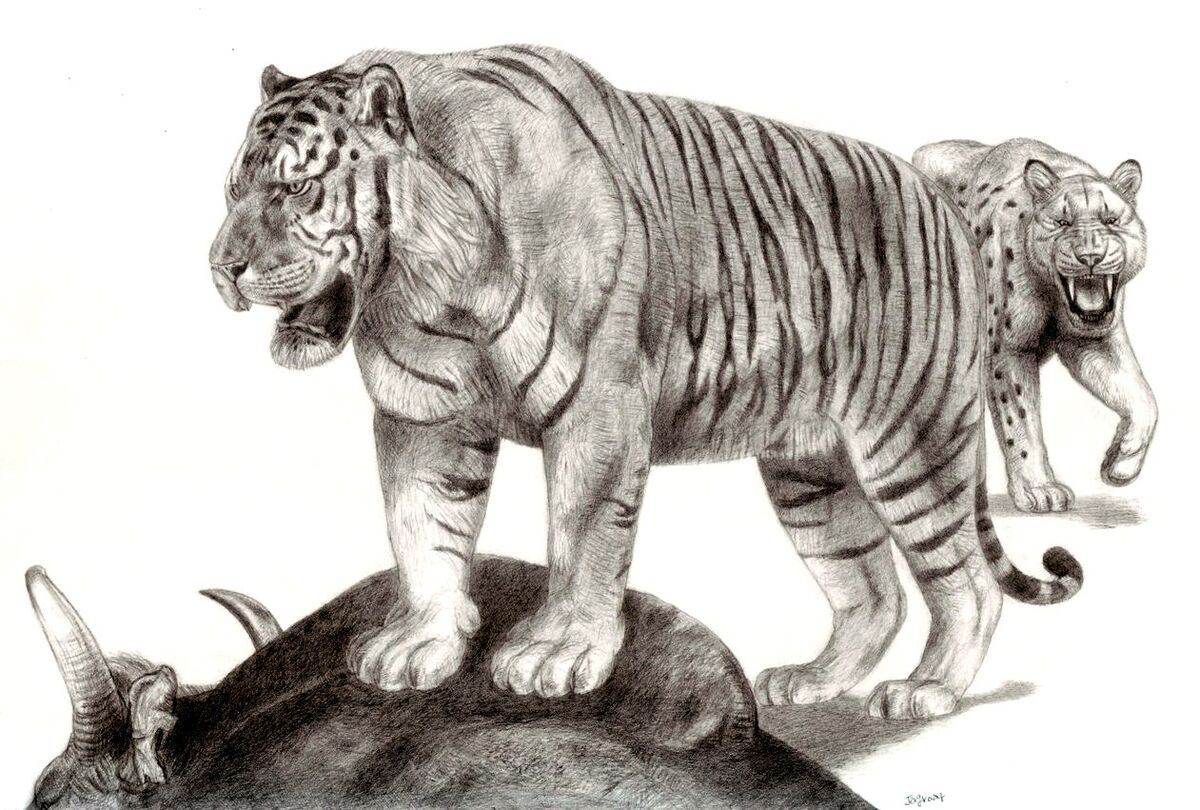 Ngandong Tiger, Dinopedia