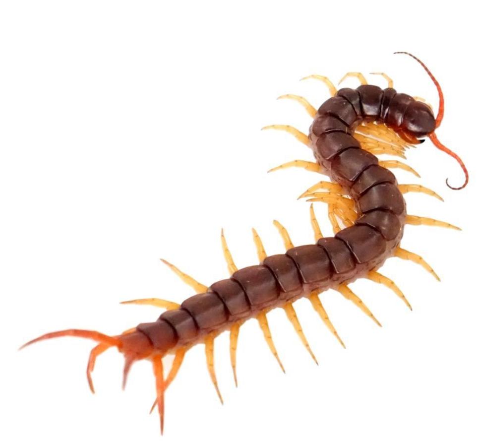 scolopendra gigantea fangs