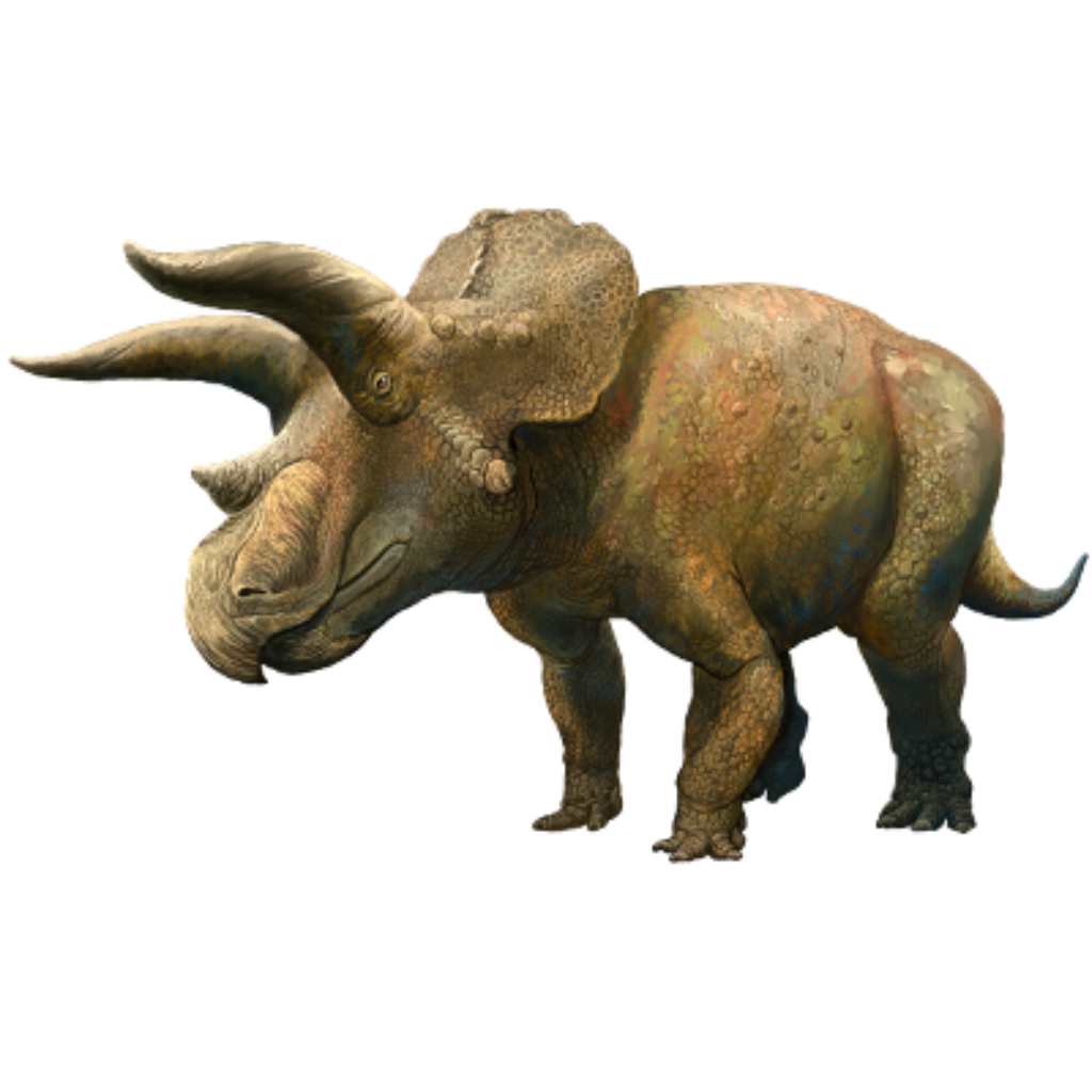 Bohasaurus / Triple Triceratops