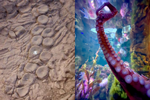 Comparison of  vertebral arrangement (left) and modern cephalopod suckers (right).Credit: Incertae Sedis Blog.